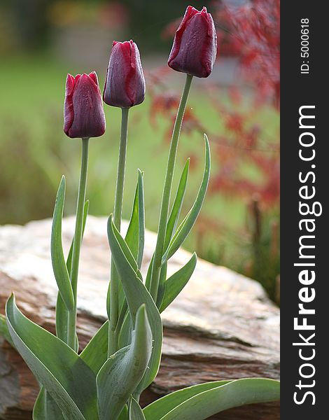 Three dark red tulips in the garden