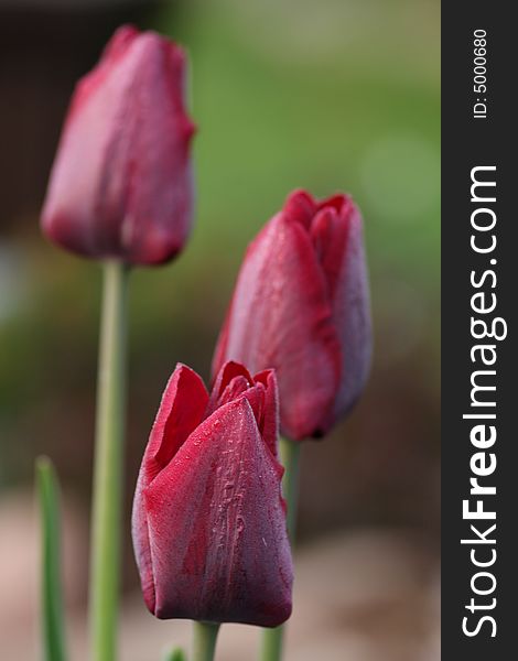 Three dark red tulips in the garden