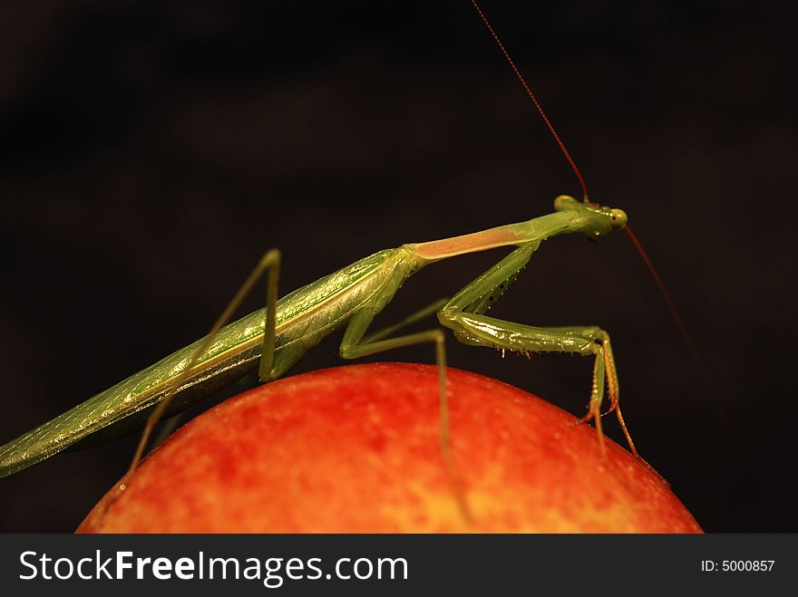 Praying Mantis On An Apple