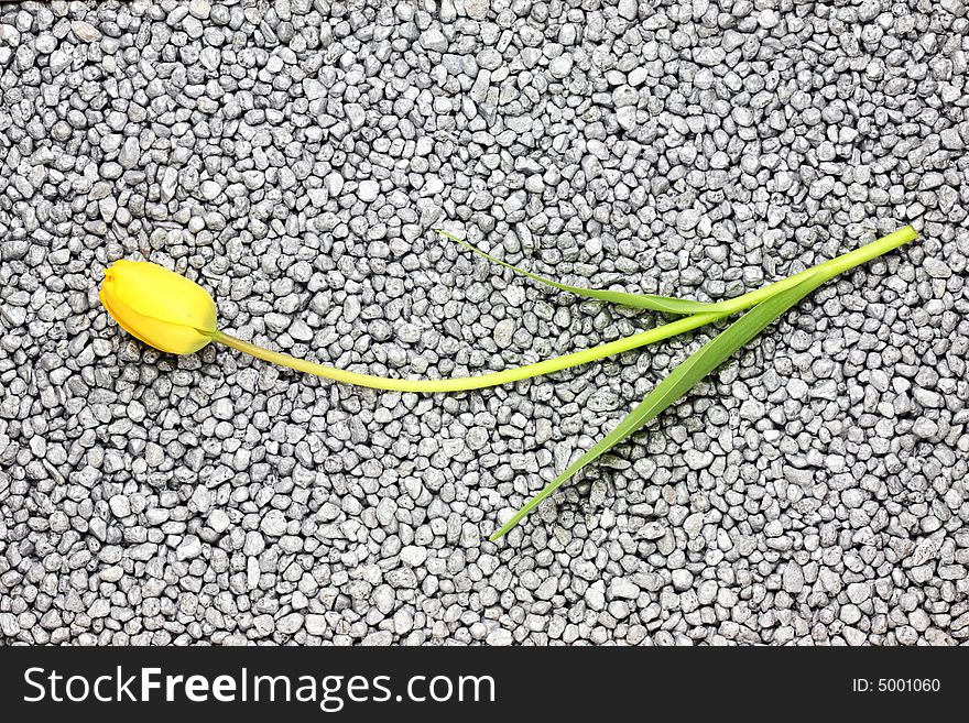 Yellow tulip on a silver background. Yellow tulip on a silver background.
