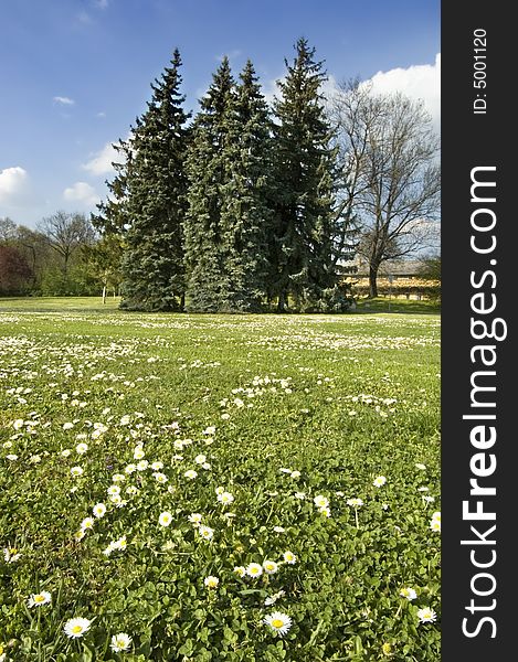 Spring landscape with meadow and trees