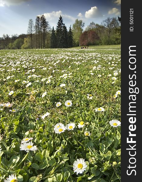 Spring landscape with white flower meadow and stormy clouds