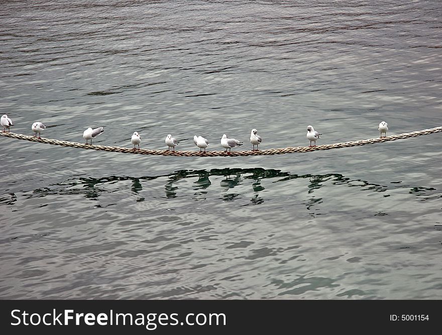 Ten birds standing at the rope