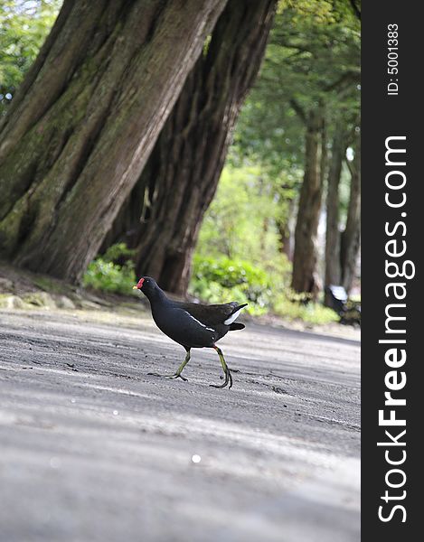 Wild bird crossing a stoned road. Wild bird crossing a stoned road