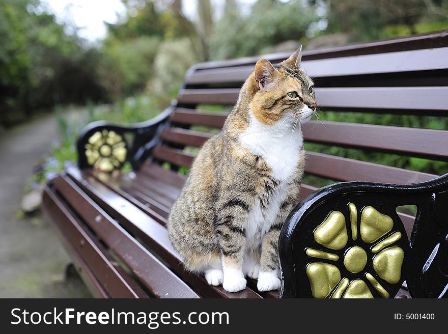 Tabby Cat on park bench