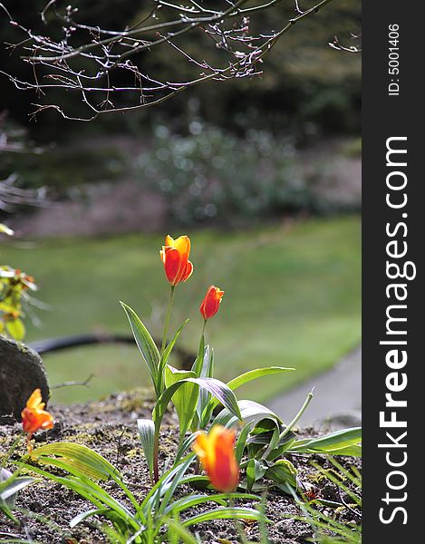 Orange Tulips standing tall in park at spring time. Orange Tulips standing tall in park at spring time