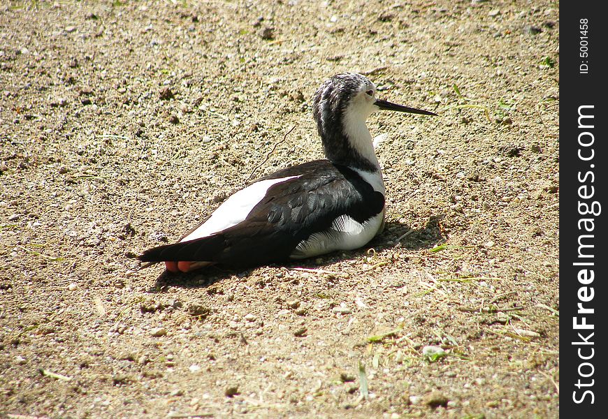 Black-winged stilt 2