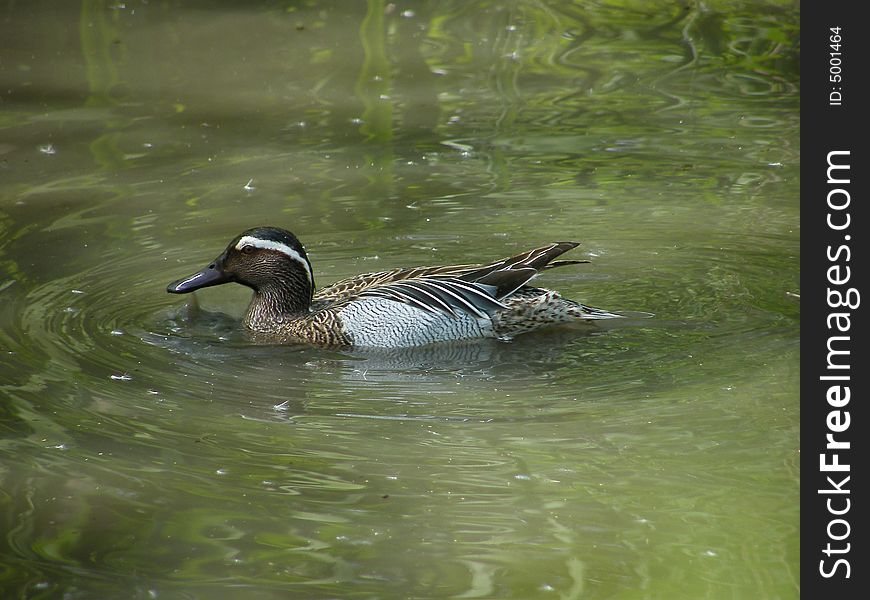 Canada Goose (Branta canadenis) - Sant'Alessio Zoo - Italy