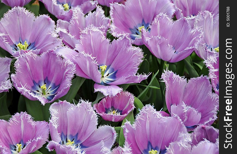 Open purple tulips