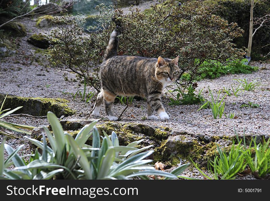 Tabby Cat Walking Along Stone