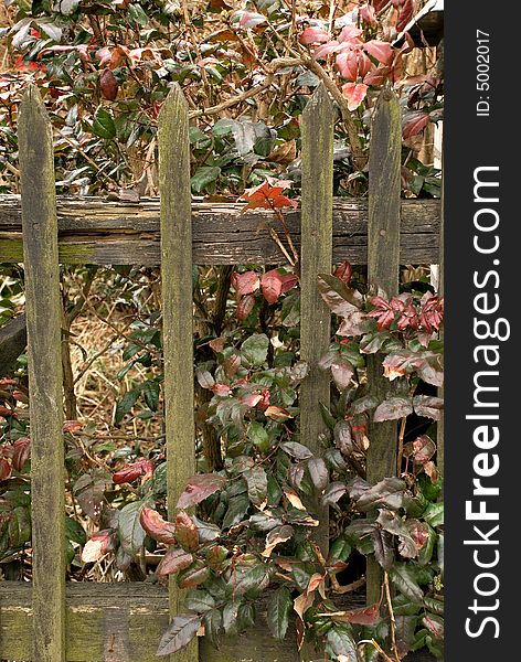Fence During Fall