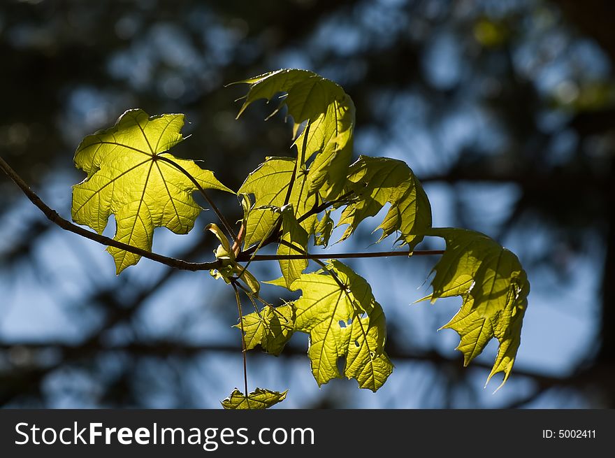 Abstract leaves in sunshine close-up