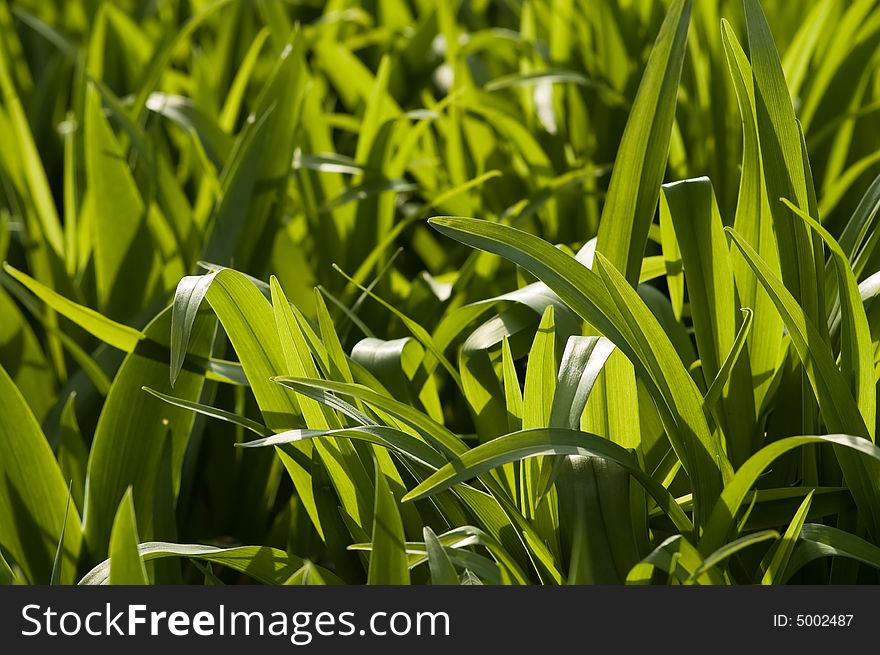 Abstract green grass background close-up