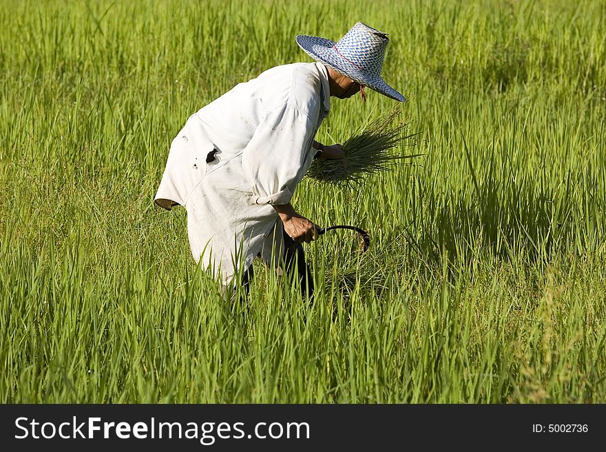 Work On The Rice Field