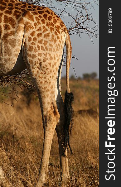 Giraffe taken near crocodile bridge rest camp in the kruger national park south africa