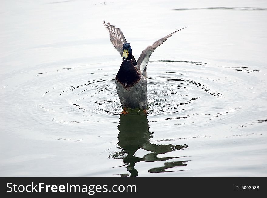 A duck landing at water