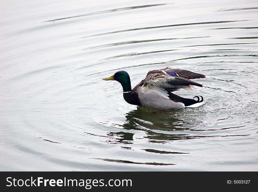 A duck landing at water