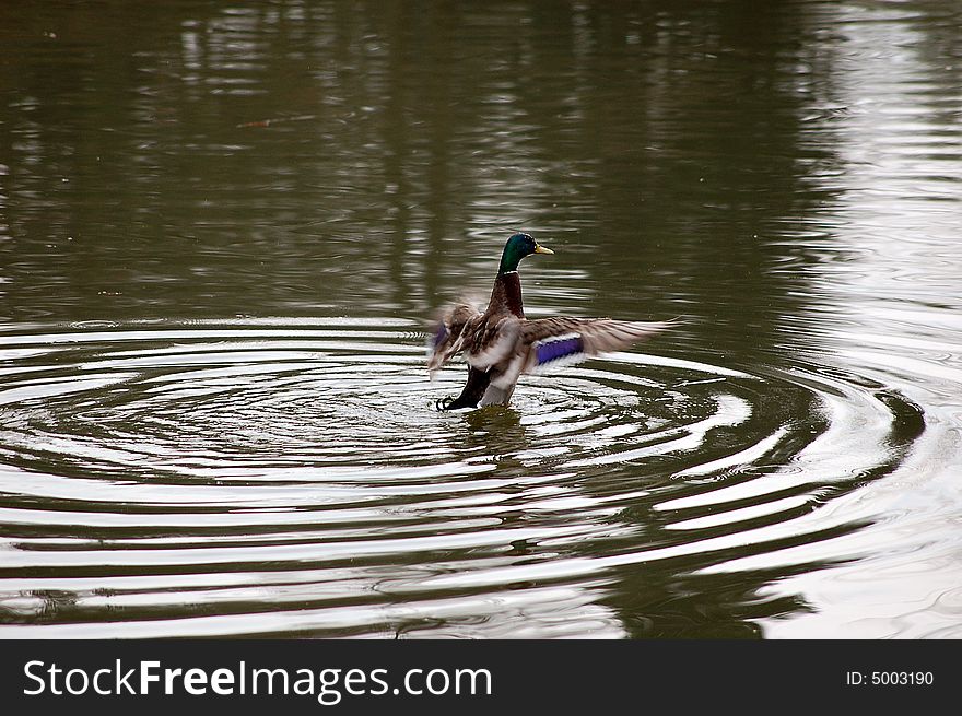 A duck landing at water