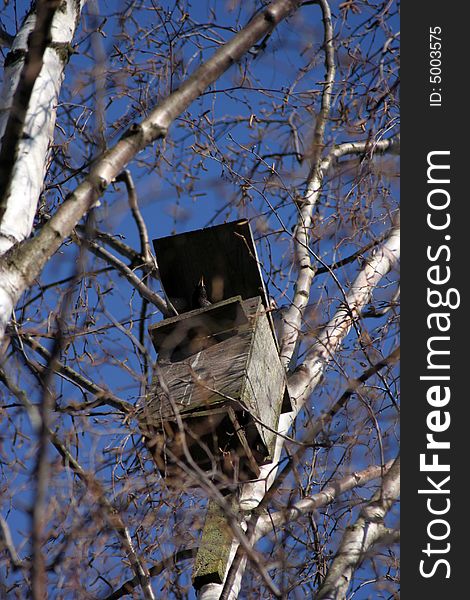 Starling in the house on a birch