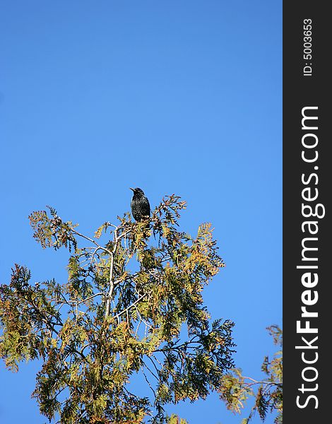 Starling on a tree a sunny day