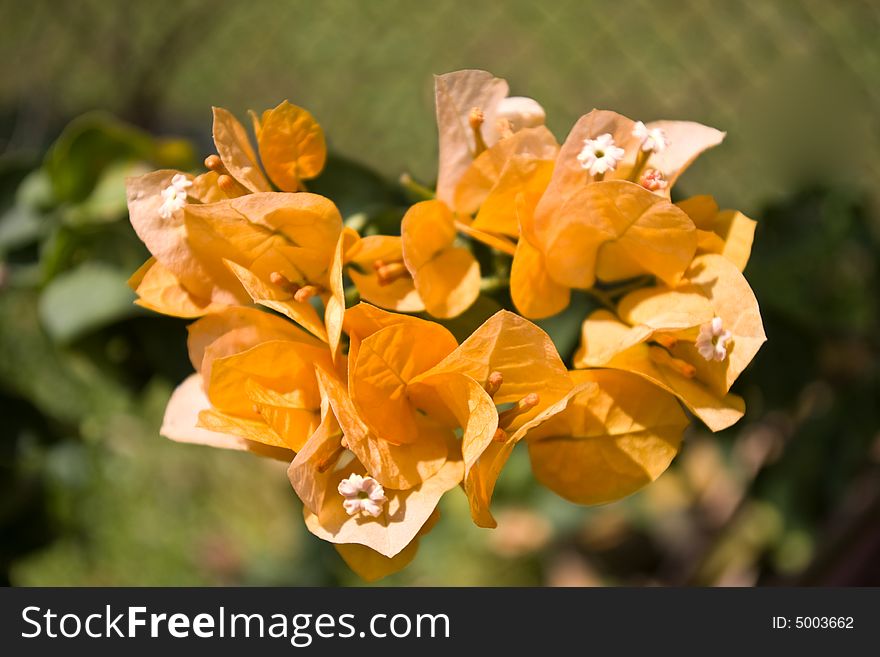 Close-up of orange bougainvillea in boom