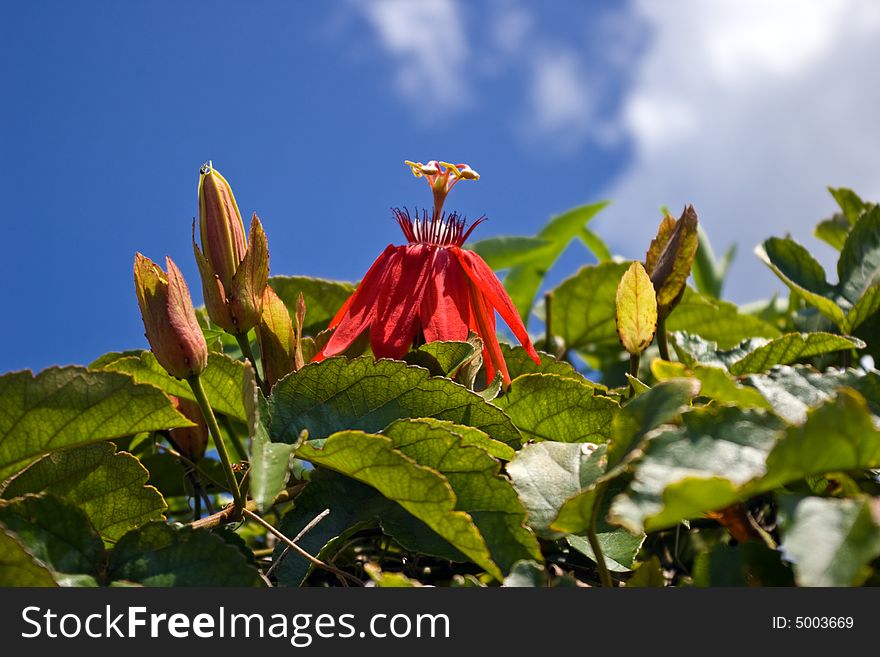 Red passion flower & bud against blue sky