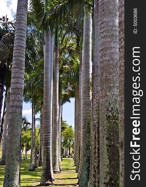 A row of palm trees in a tropical garden. A row of palm trees in a tropical garden.