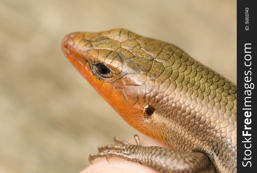 Close-up of a male Broad-Headed Skink during mating season.