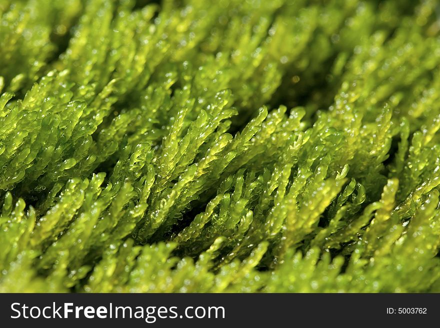 Green moss grows in the stream