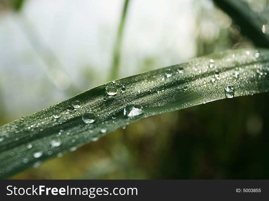 A green leaf with dew drops on it. Taken on an early morning.