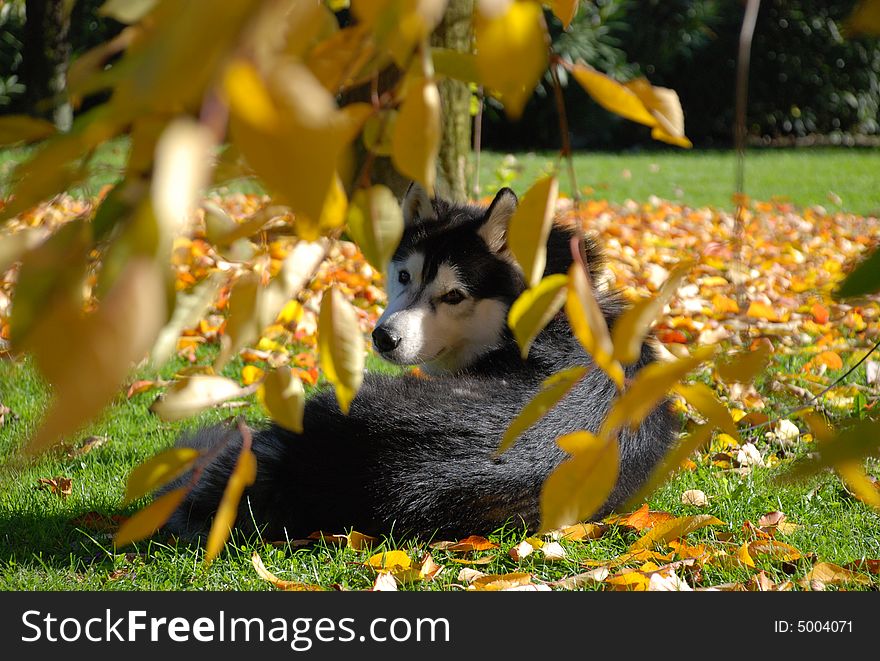 Siberian husky waiting for autumn