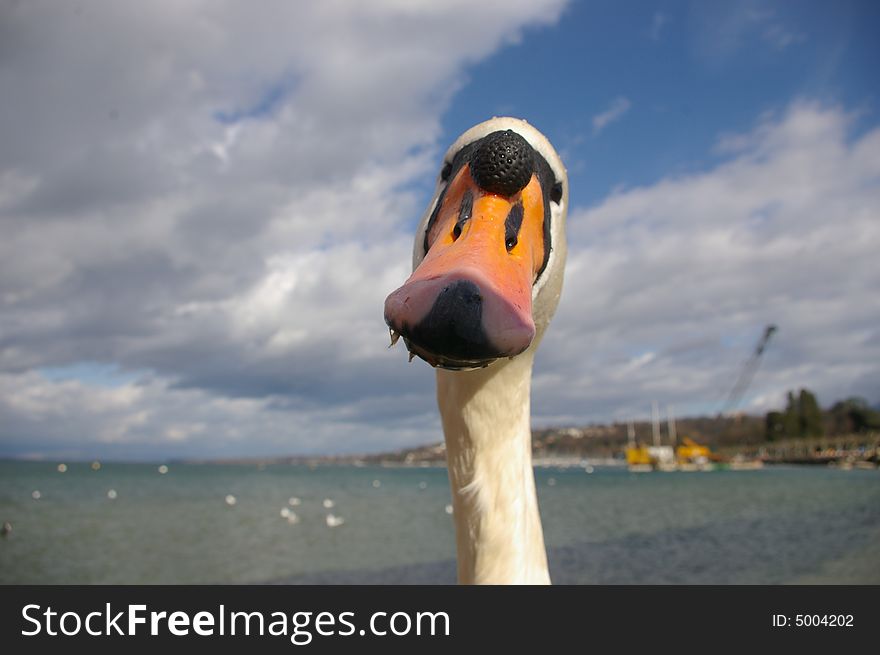 Swan on the shore of Lake Geneva (lac leman) in Switzerland. Swan on the shore of Lake Geneva (lac leman) in Switzerland