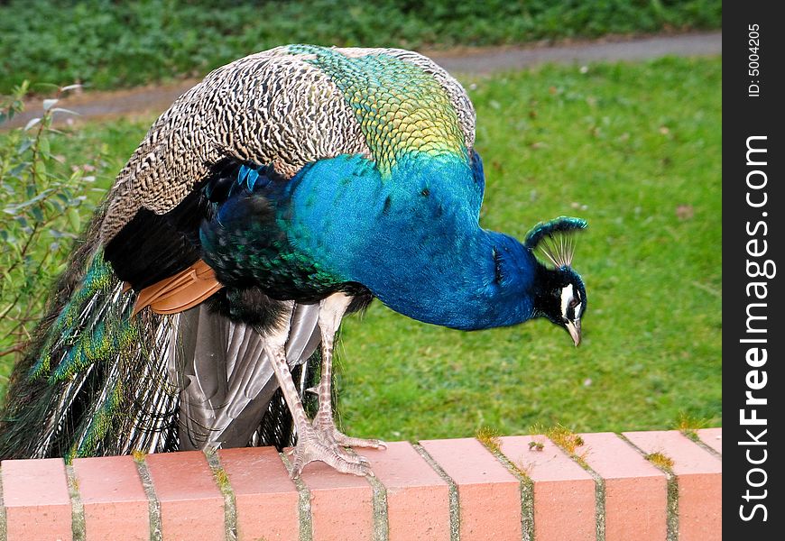 Brilliant Male Peacock