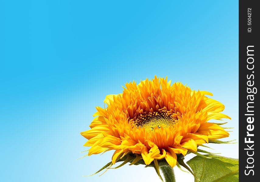 Sunflower isolated on blue sky