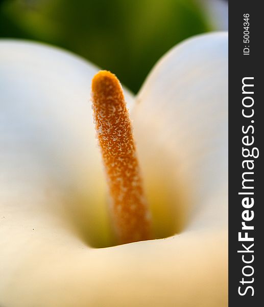 A macro shot of a white calla lily. A macro shot of a white calla lily.