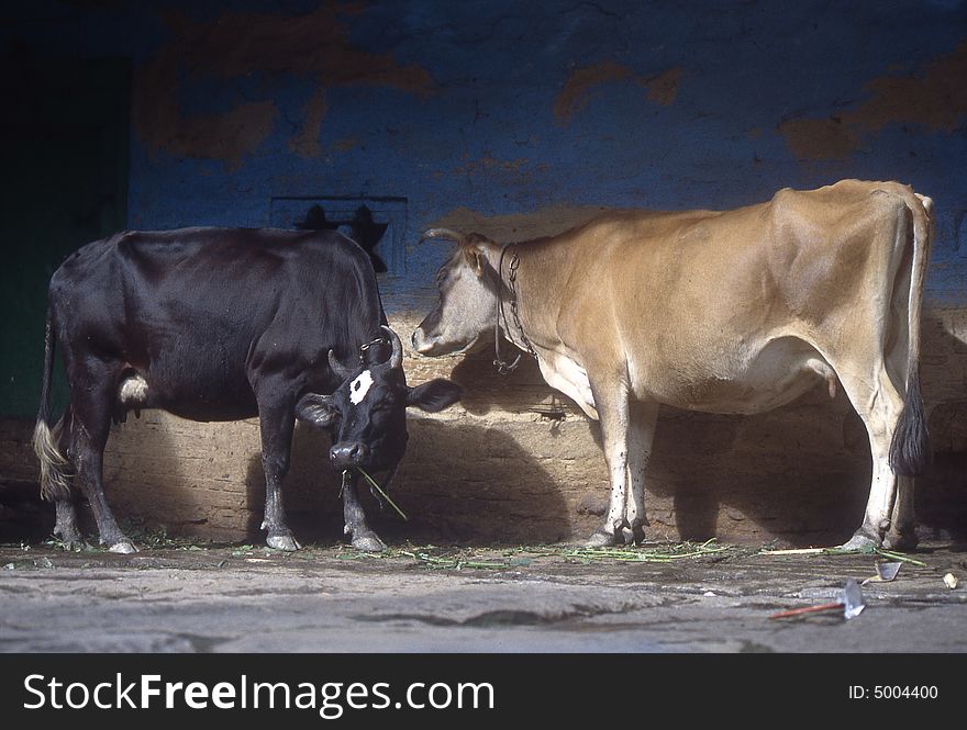 Two cows near the wall