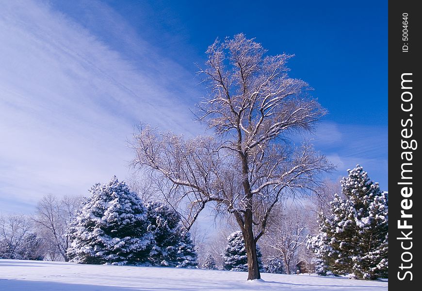 Frosted Park And Blue Sky