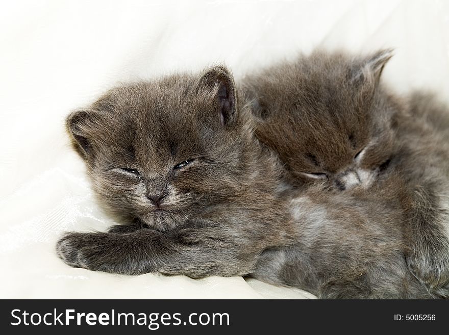 Two funny grey sleeping kittens. Two funny grey sleeping kittens