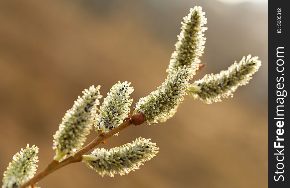 Spring branch of a willow shined with the sun. Spring branch of a willow shined with the sun