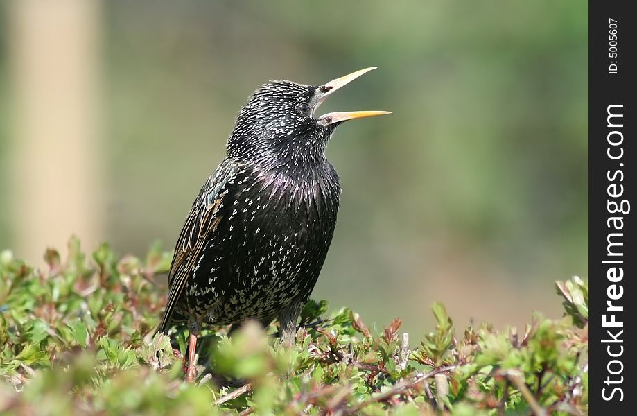 A starling perched on a hedge.