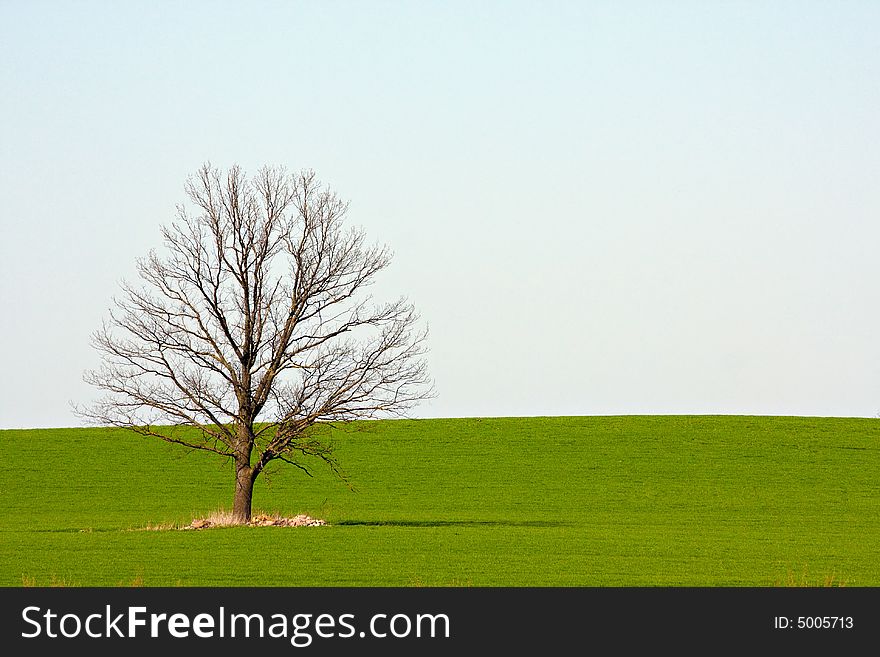 Lonely tree in the green field of grass. Lonely tree in the green field of grass