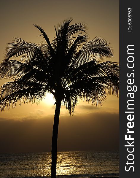 Sunrise on the beach in Fort Lauderdale, Florida with a palm tree highlighted. Sunrise on the beach in Fort Lauderdale, Florida with a palm tree highlighted.