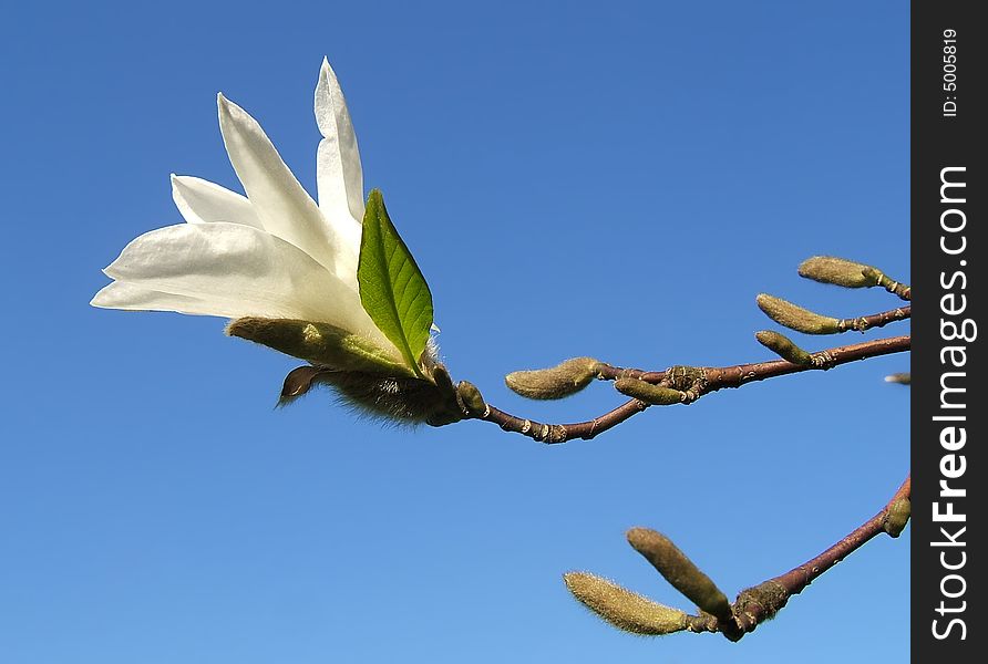 Magnolia flower on a bright sky background