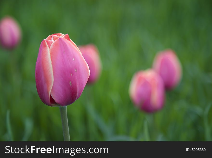Violet tulips on green natural background. Violet tulips on green natural background