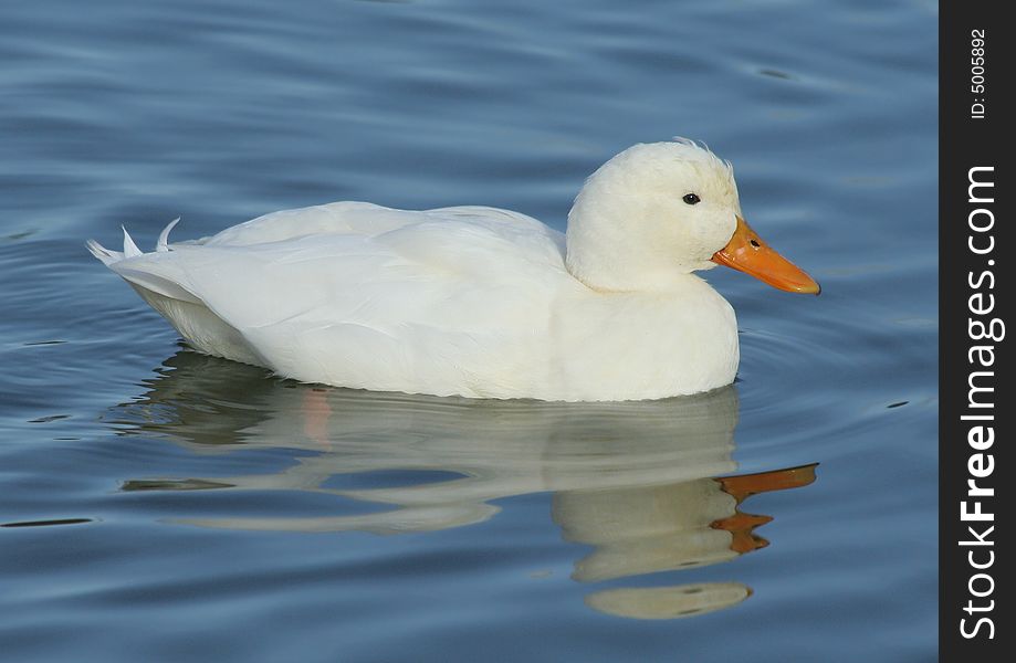 A white duck on local canal.