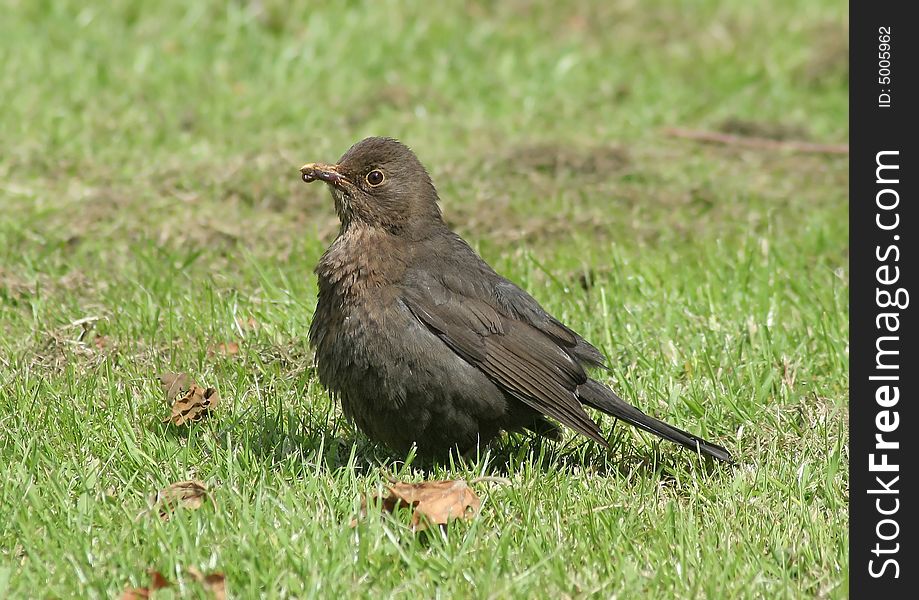 A Thrush eating a worm.