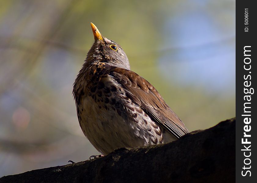 Wild starling on branch in forest, on nature background
