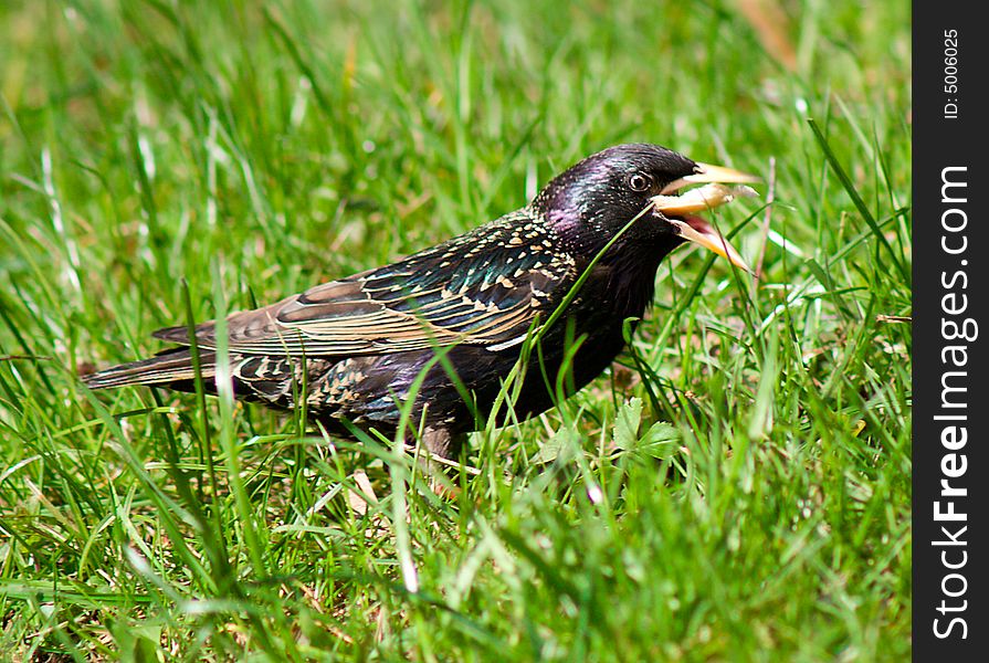 Starling On Grass