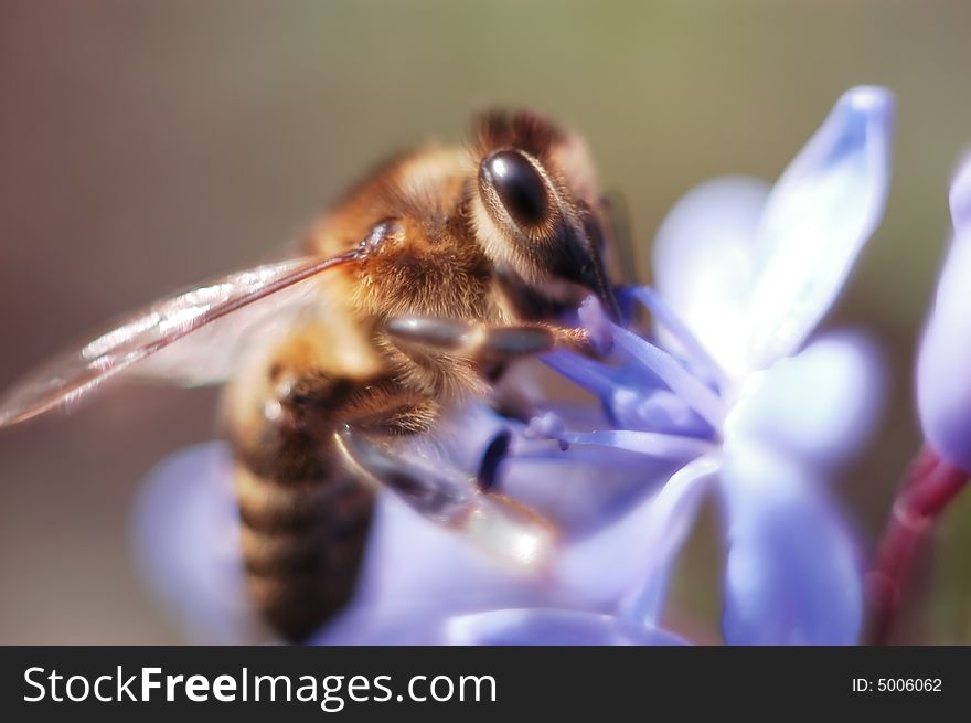 Extreme close-up of a bee on a flower