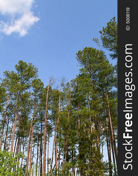 View of green trees and a blue sky